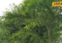 OMG! यह फल है या विटामिन-मिनरल की दुकान, नोट करिए हैरान करने वाले फायदे