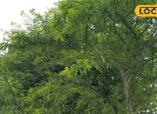 OMG! यह फल है या विटामिन-मिनरल की दुकान, नोट करिए हैरान करने वाले फायदे