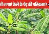 1, 3 या 5 केले के पौधे की कितनी परिक्रमा करें? क्या है इसका महत्व, जानें सही नियम और मंत्र