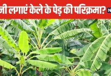 1, 3 या 5 केले के पौधे की कितनी परिक्रमा करें? क्या है इसका महत्व, जानें सही नियम और मंत्र