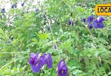 हर घर में लगने वाले इन फूलों से बनती है चाय, कीमत है 8000 रुपए किलो, विदेश में है खूब डिमांड