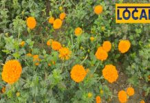 For the first time an exhibition of 400 varieties of flowers and plants will be held