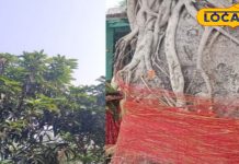 क्या सच में मांगलिक कन्याओं की शादी होने पर पेड़ों की होती है मौत,देवघर के प्रसिद्ध ज्योतिषाचार्य ने दिए जवाब