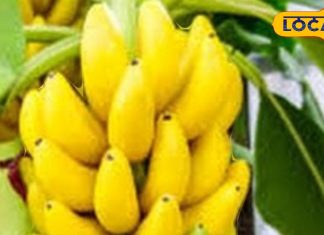 सस्ता फल लेकिन सेहत के लिए रामबाण, वजन होगा कम, दिल और पाचन को रखेगा एकदम फिट