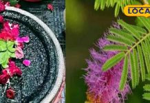 सावन में शिवलिंग पर इन चीजों को कर दें अर्पण, शनि देव हो जाएंगे खुस,जानें विधि