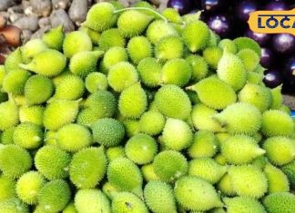 बारिश में कुछ ही दिन मिलता है दुनिया का सबसे ताकतवर माना जाने वाला यह फल