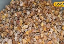 देखने में पत्थर लेकिन काम आयुर्वेदिक औषधि, कई बीमारियों में है कारगर