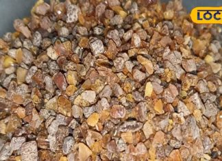 देखने में पत्थर लेकिन काम आयुर्वेदिक औषधि, कई बीमारियों में है कारगर