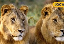 लेकसिटी उदयपुर में सुनाई देगी गिर के बब्बर शेरों की दहाड़, जानिए क्या है पूरी तैयारी