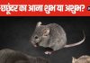 घर में चूहे और छछूंदर से हो चुके हैं परेशान? इनका घर में आना शुभ या अशुभ? जानें क्या कहता है वास्तु शास्त्र
