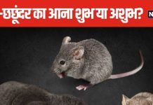 घर में चूहे और छछूंदर से हो चुके हैं परेशान? इनका घर में आना शुभ या अशुभ? जानें क्या कहता है वास्तु शास्त्र