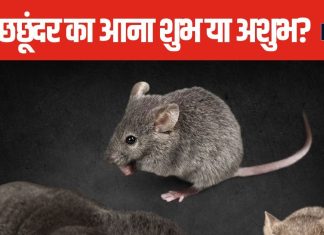 घर में चूहे और छछूंदर से हो चुके हैं परेशान? इनका घर में आना शुभ या अशुभ? जानें क्या कहता है वास्तु शास्त्र