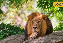 लेकसिटी में आ रहे हैं गिर के बब्बर शेर, यहां मिलेगा दो-दो लॉयन सफारी का मजा – Bharat.one हिंदी