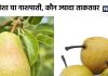 बब्बूगोशा या नाशपाती, गुणों में कौन है सेब से भी आगे? 3 महीने में शरीर में भर देगा न्यूट्रिएंट्स का खजाना, चलेगा साल भर