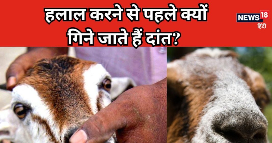 बकरा हलाल करने से पहले क्यों गिने जाते हैं उसके दांत? 99% लोग नहीं जानते जवाब, जानें वजह