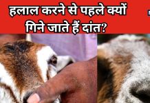बकरा हलाल करने से पहले क्यों गिने जाते हैं उसके दांत? 99% लोग नहीं जानते जवाब, जानें वजह