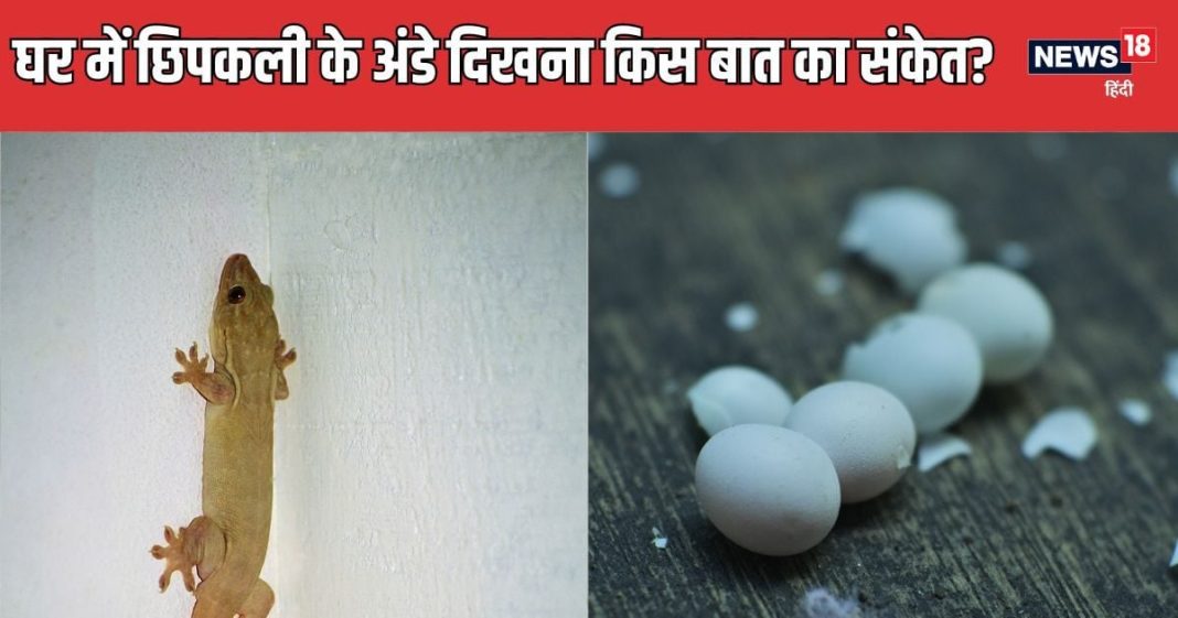 छिपकली का अंडा घर में दिखना शुभ या अशुभ? किस