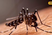 अब नहीं सताएगा डेंगू-मलेरिया का खतरा, घर में मौजूद इन हरी पत्तियों का करें…