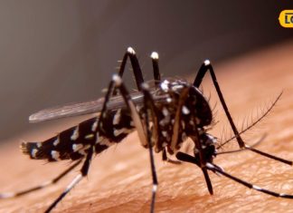 अब नहीं सताएगा डेंगू-मलेरिया का खतरा, घर में मौजूद इन हरी पत्तियों का करें…