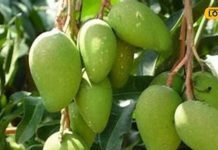 फलों का राजा सेहत को भी रखता है मस्त, रोजाना ऐसे करें इस्तेमाल संक्रमण से लेकर वजन तक की समस्या होगी दूर