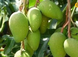 फलों का राजा सेहत को भी रखता है मस्त, रोजाना ऐसे करें इस्तेमाल संक्रमण से लेकर वजन तक की समस्या होगी दूर