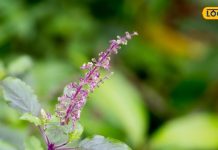 एक नहीं, अनेक मर्ज की दवा है ये पौधा, एक्सपर्ट से जानें इसे इस्तेमाल का सही…