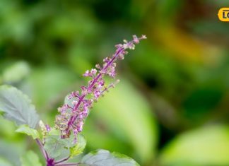 एक नहीं, अनेक मर्ज की दवा है ये पौधा, एक्सपर्ट से जानें इसे इस्तेमाल का सही…