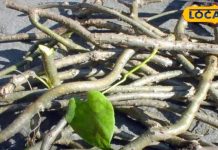 OMG! ये लड़की है या दवाइयों की दुकान, तभी तो इसे संस्कृत में कहते हैं अमृता