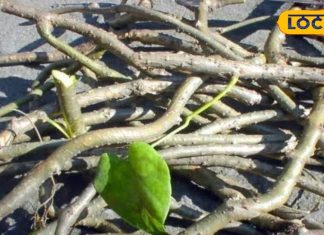 OMG! ये लड़की है या दवाइयों की दुकान, तभी तो इसे संस्कृत में कहते हैं अमृता