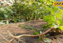 खरपतवार के रूप में उगती है ये औषधि, कई बीमारियों में सुरक्षा कवच के सामान