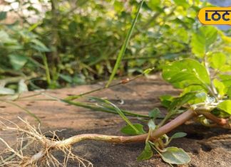 खरपतवार के रूप में उगती है ये औषधि, कई बीमारियों में सुरक्षा कवच के सामान