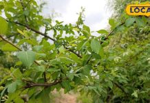 दुधारू पशुओं के लिए ये है स्पेशल 'चारा', खिलाते ही बढ़ जाएगी दूध की मात्रा