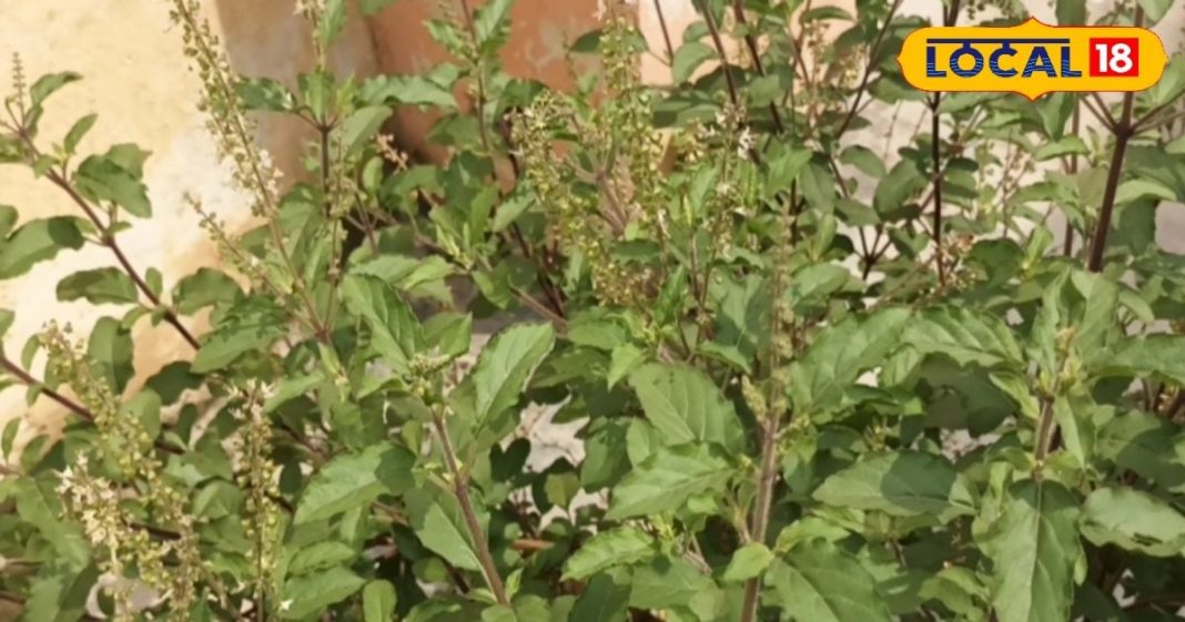 तुलसी की ये 2 प्रजातियां चाय के लिए हैं उपयुक्त, जानें इनका नाम और फायदे – Bharat.one हिंदी