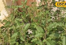 तुलसी की ये 2 प्रजातियां चाय के लिए हैं उपयुक्त, जानें इनका नाम और फायदे – Bharat.one हिंदी