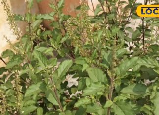 तुलसी की ये 2 प्रजातियां चाय के लिए हैं उपयुक्त, जानें इनका नाम और फायदे – Bharat.one हिंदी