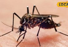 बारिश में खुद का रखें खास ख्याल, बढ़ रहा डेंगू-मलेरिया का खतरा, अपनाएं ये आयुर्वेदिक उपाय – Bharat.one हिंदी