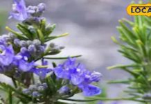 मुफ्त में चाहिए फायदा…तो इन पत्तियों को करें इस्तेमाल, मिल सकते हैं ये फायदे