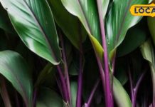 इस हल्दी के हैं गजब के फायदे, इन बीमारियों को जड़ से खत्म करने की क्षमता