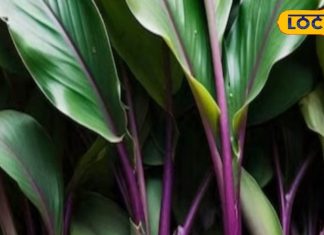 इस हल्दी के हैं गजब के फायदे, इन बीमारियों को जड़ से खत्म करने की क्षमता