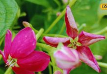 पौधा एक…फायदे अनेक, घर की खूबसूरती के साथ-साथ सेहत का भी रखे ख्याल