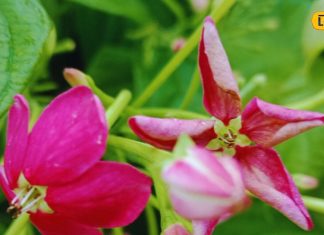 पौधा एक…फायदे अनेक, घर की खूबसूरती के साथ-साथ सेहत का भी रखे ख्याल