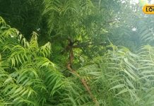 डायबिटीज को करना है कंट्रोल तो खाली पेट करें इन पत्तियों के रस का सेवन, त्वचा भी बनेगी ग्लोइंग