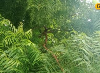 डायबिटीज को करना है कंट्रोल तो खाली पेट करें इन पत्तियों के रस का सेवन, त्वचा भी बनेगी ग्लोइंग