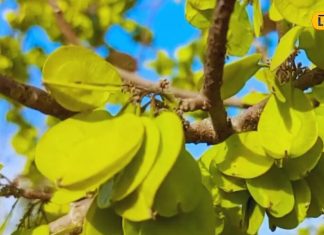 शरीर के लिए बहुत फायदेमंद है ये पौधा, कब्ज-गैस और पेट दर्द में दिलाता है राहत