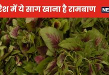 पोषक तत्वों से भरा ये साग शरीर में फूंक देगा जान, नस-नस में लबालब भर जाएगा खून, स्वाद ऐसा कि इसके सामने कई साग फेल