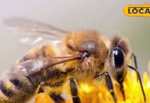 मधुमक्खी काटे तो क्या करें? ये घरेलू उपाय जलन और सूजन कम करने में कारगर, तुरंत मिलेगा आराम