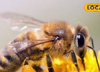 मधुमक्खी काटे तो क्या करें? ये घरेलू उपाय जलन और सूजन कम करने में कारगर, तुरंत मिलेगा आराम