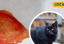 क्या बिल्ली की खेड़ी मिलने से चमक जाती है किस्मत? पूर्वज इसे तिजोरी में रखने थे, जानें रहस्य