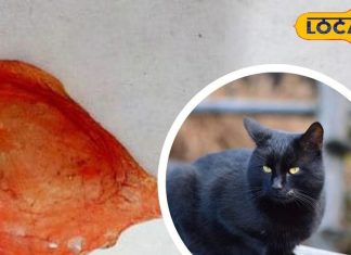 क्या बिल्ली की खेड़ी मिलने से चमक जाती है किस्मत? पूर्वज इसे तिजोरी में रखने थे, जानें रहस्य