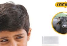 क्या भैंस का दूध पीने से मोटी हो जाती है बच्चों की बुद्धि? एक्सपर्ट ने दूर किया मम्मी-पापा का कंफ्यूजन